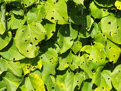 葉子, CC0, iNaturalist via GBIF Stephanotis volubilis, photograph 葉子, CC0, iNaturalist via GBIF