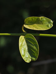葉子, CC0, iNaturalist via GBIF Stephanotis volubilis, photograph 葉子, CC0, iNaturalist via GBIF