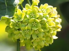 葉子, CC0, iNaturalist via GBIF Stephanotis volubilis, photograph 葉子, CC0, iNaturalist via GBIF