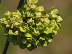 葉子, CC0, iNaturalist via GBIF Stephanotis volubilis, photograph 葉子, CC0, iNaturalist via GBIF