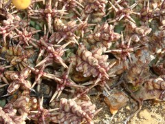 Tridentea gemmiflora