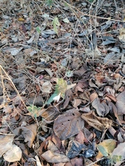 Tetramerium nervosum