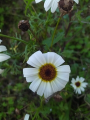 Glebionis coronaria