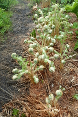 Polystichum microchlamys
