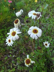 Glebionis coronaria