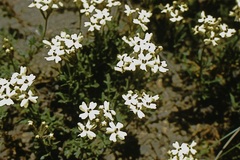 Verbena araucana
