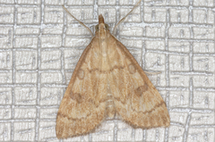 Udea fulvalis