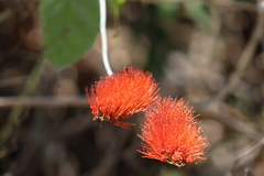 Combretum farinosum