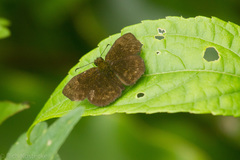 Bolla brennus