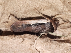 Ochropleura leucogaster