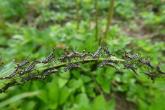 Zonocerus variegatus