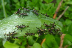 Zonocerus variegatus