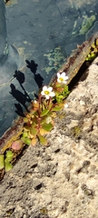 Saxifraga