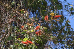 Combretum farinosum