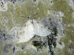 Lobophora nivigerata