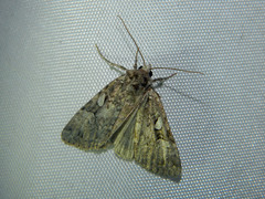 Anaplectoides pressus