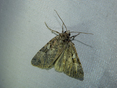 Anaplectoides pressus