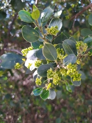 Rhamnus alaternus