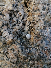 Echinolittorina modesta