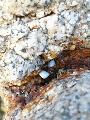 Echinolittorina modesta