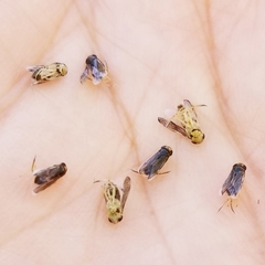 Trichocorixa reticulata