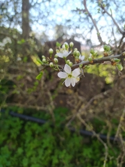 Prunus spinosa