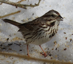Melospiza melodia image