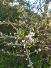 Prunus spinosa