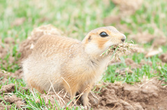 Spermophilus major