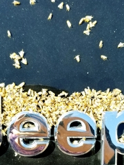 Trichocorixa reticulata