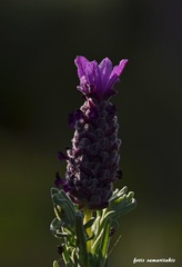 Lavandula stoechas stoechas