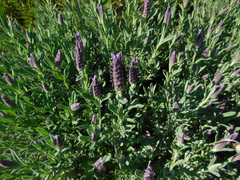 Lavandula stoechas stoechas