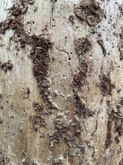 Dendroctonus frontalis