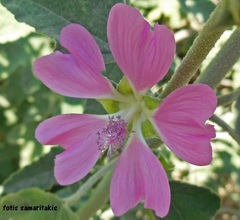Malva unguiculata
