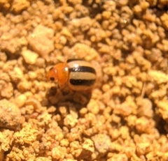 Brumoides suturalis
