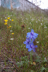 Delphinium middendorffii