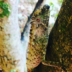 Lyriocephalus scutatus