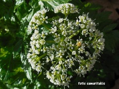 Lecokia cretica