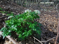 Lecokia cretica