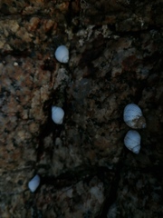 Echinolittorina modesta