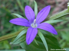 Legousia falcata