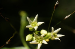 Vincetoxicum jailicola