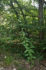 Vincetoxicum jailicola