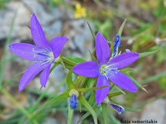 Legousia falcata