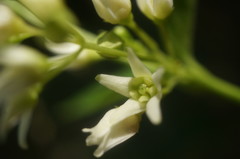 Vincetoxicum jailicola