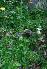 Legousia falcata