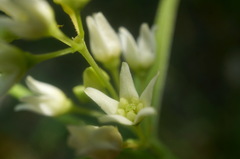 Vincetoxicum jailicola