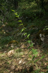 Vincetoxicum jailicola