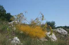 Prangos trifida