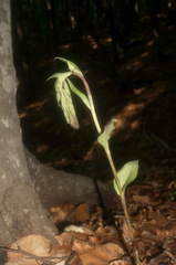 Epipactis krymmontana